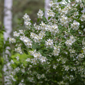 Sweet Mock Orange GT