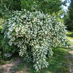 Fuji Apple Tree – Green Thumbs Garden