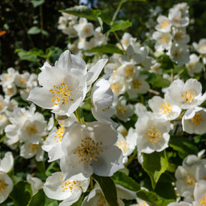 Sweet Mock Orange GT