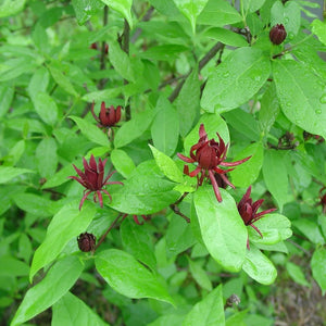 Sweet Shrub GT