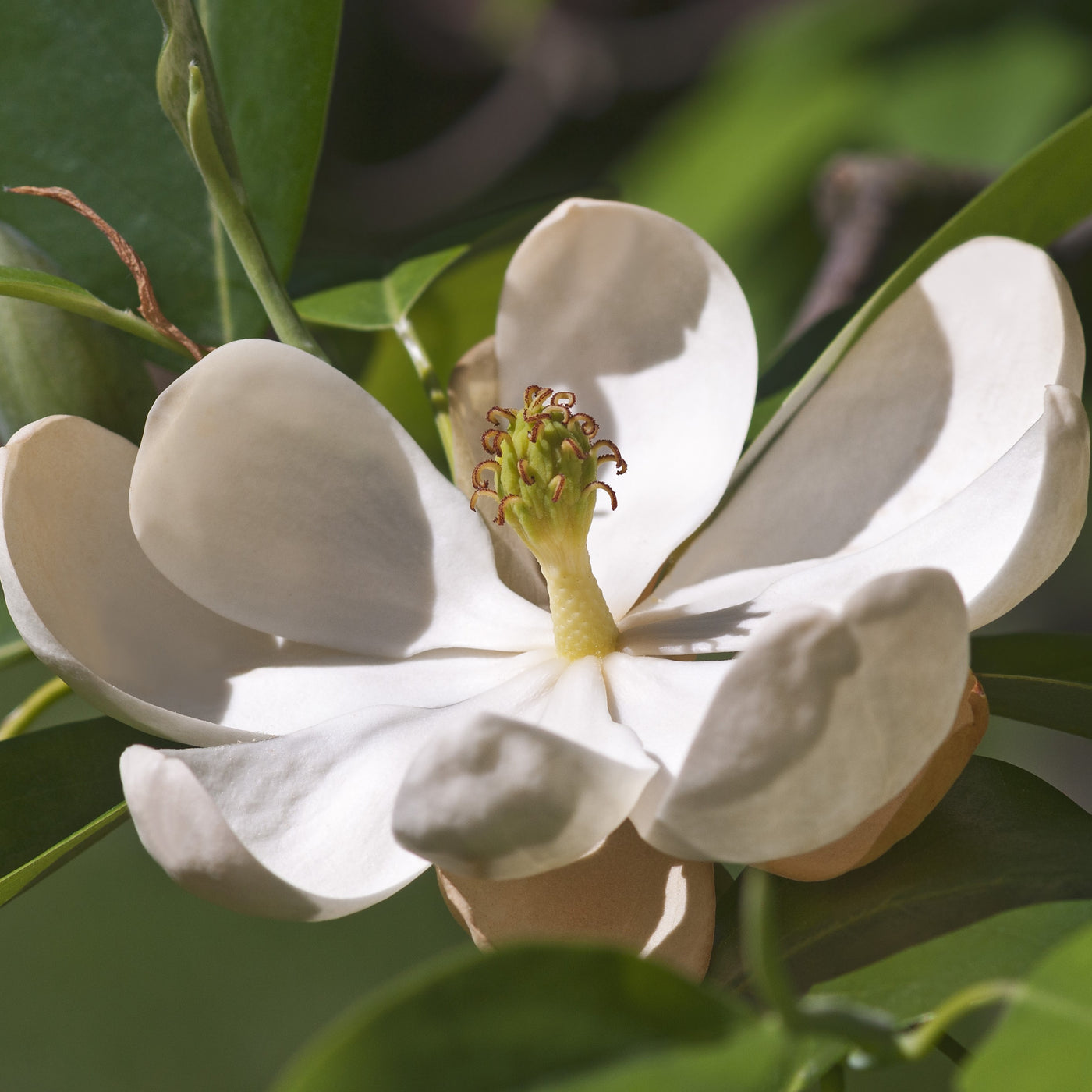 Sweetbay Magnolia Tree – Green Thumbs Garden