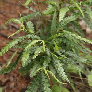 Sweet Fern