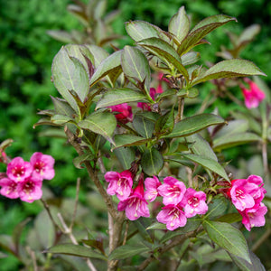 Tango Weigela GT