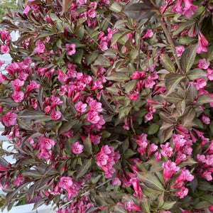 Tango Weigela GT