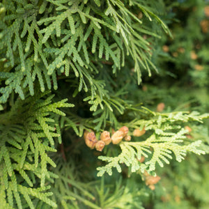 Techny Arborvitae