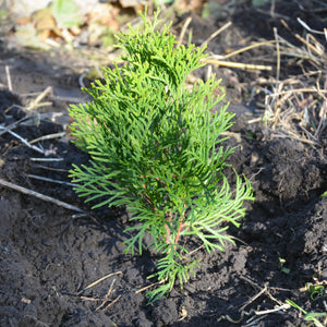 Techny Arborvitae