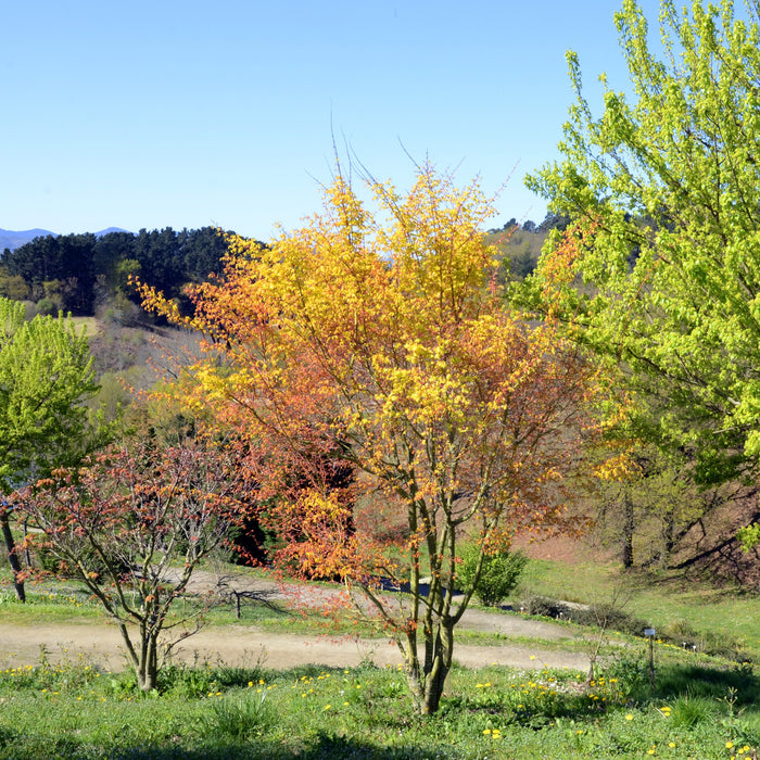 Trident Maple Tree