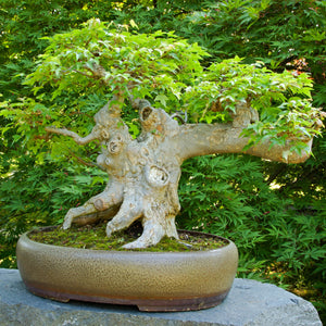 Trident Maple Tree