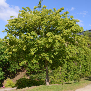 Trident Maple Tree