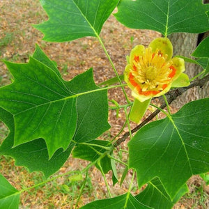 Tulip Poplar Tree GT