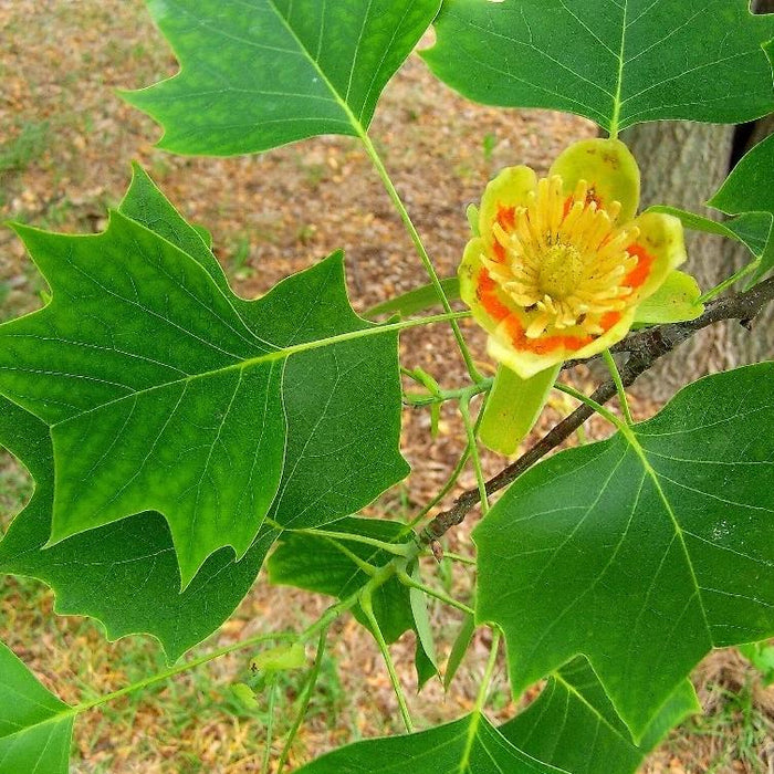 Tulip Poplar Tree GT