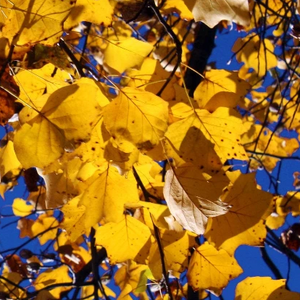 Tulip Poplar Tree GT