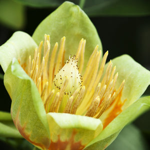 Tulip Poplar Tree GT