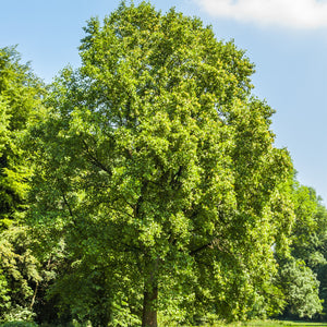 Tulip Poplar Tree GT