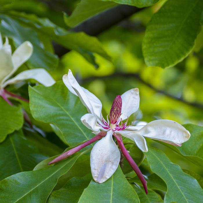 Umbrella Magnolia Tree