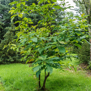 Umbrella Magnolia Tree