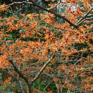 Vernal Witch Hazel Shrub