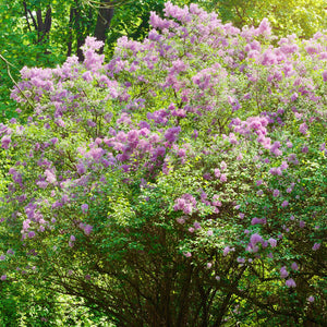 Villosa Lilac Shrub