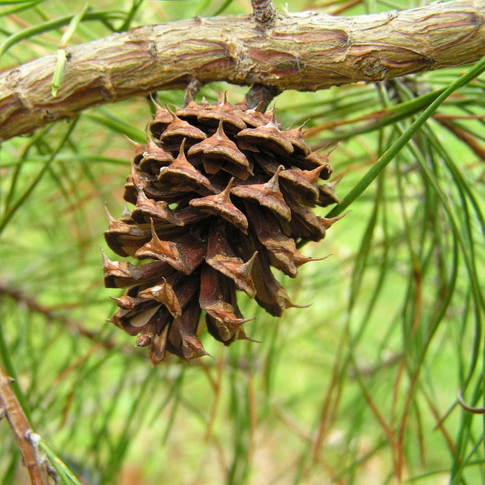 Virginia Pine Tree