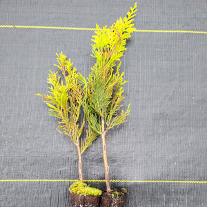 West Wind Cypress Tree