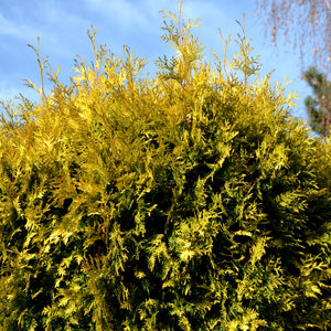 West Wind Cypress Tree