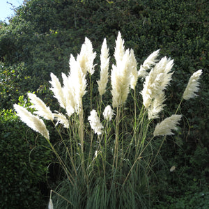 White Pampas Grass