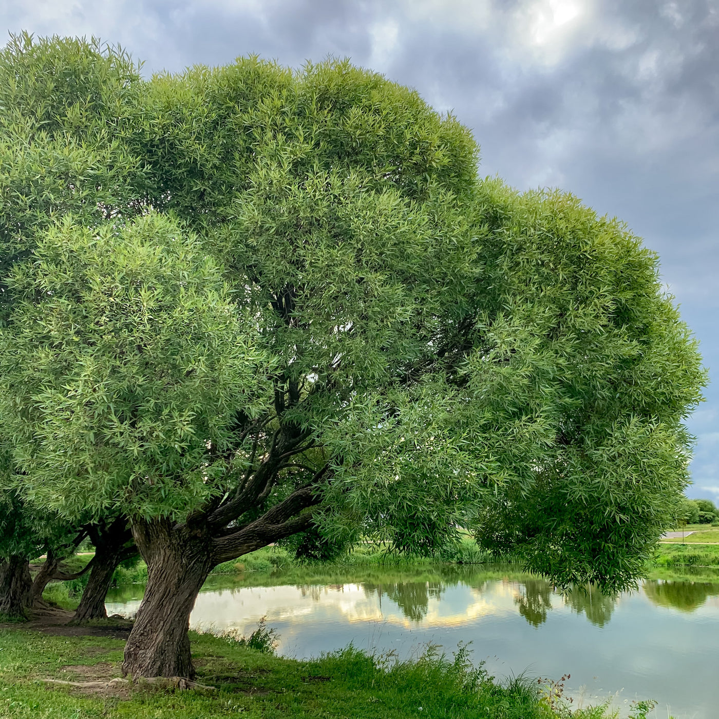 Black Willow Tree – Green Thumbs Garden