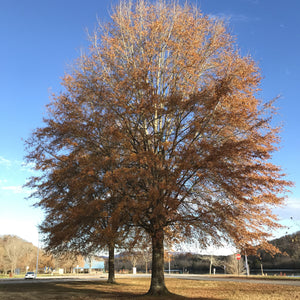 Willow Oak Bare Root