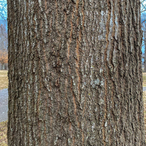 Water Oak Tree Bare Root