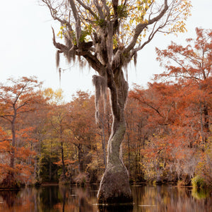 Water Tupelo Tree