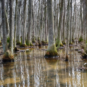 Water Tupelo Tree