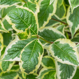 Variegated Weigela GT