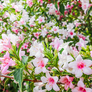 Variegated Weigela GT