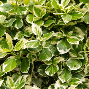 Variegated Weigela GT