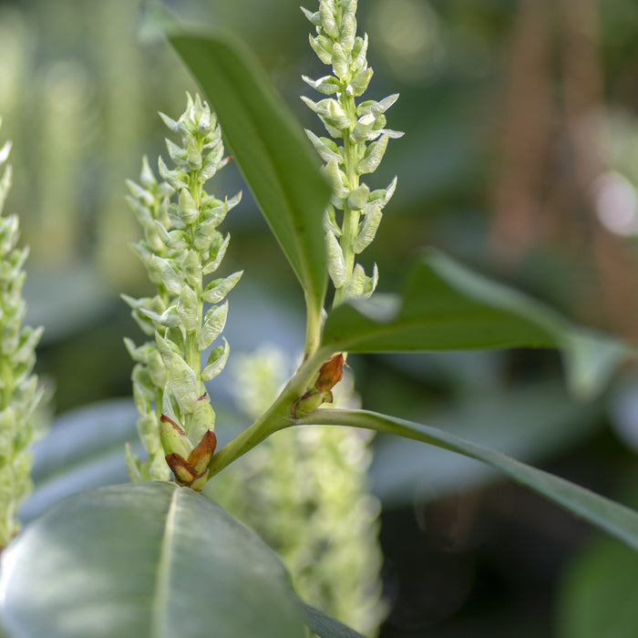 West Coast Skip Laurel Shrub