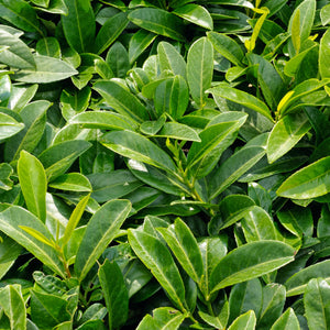 West Coast Skip Laurel Shrub