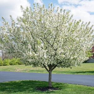 White Angel Crabapple Tree