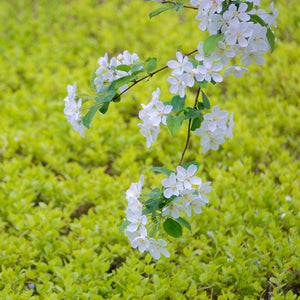 White Angel Crabapple Tree