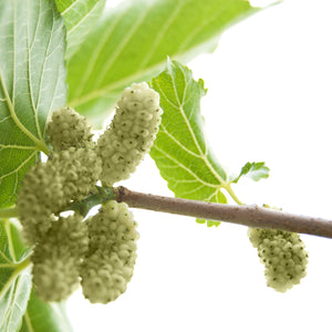 White Mulberry GT