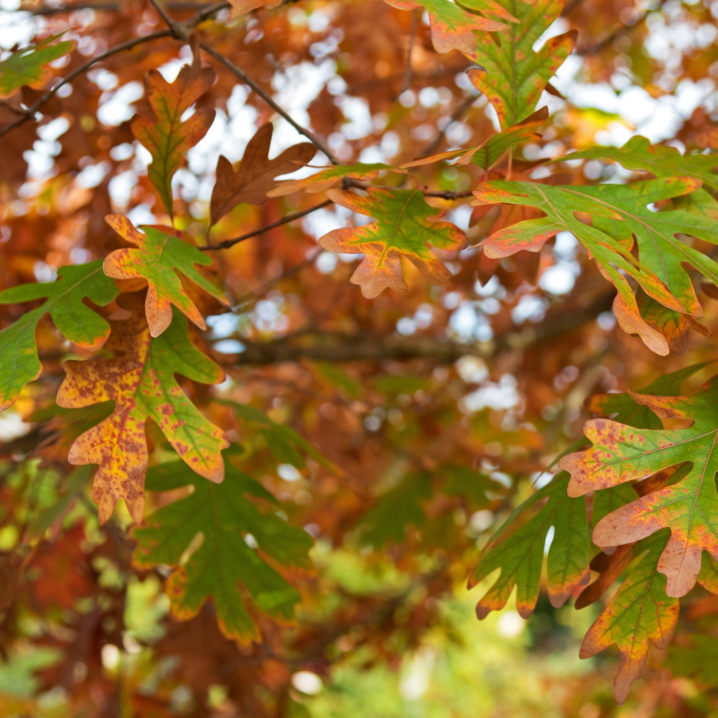 oak tree in fall leaves