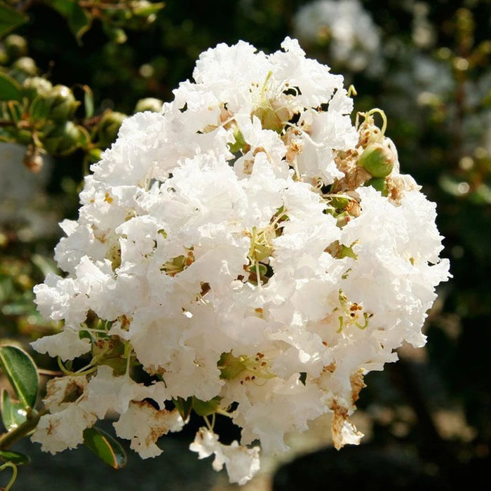 Natchez Crape Myrtle GT