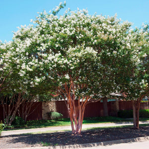 Natchez Crape Myrtle GT