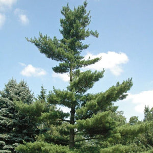 Eastern White Pine Tree