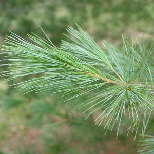 Eastern White Pine Tree