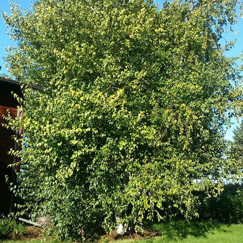 Whitespire Birch Tree