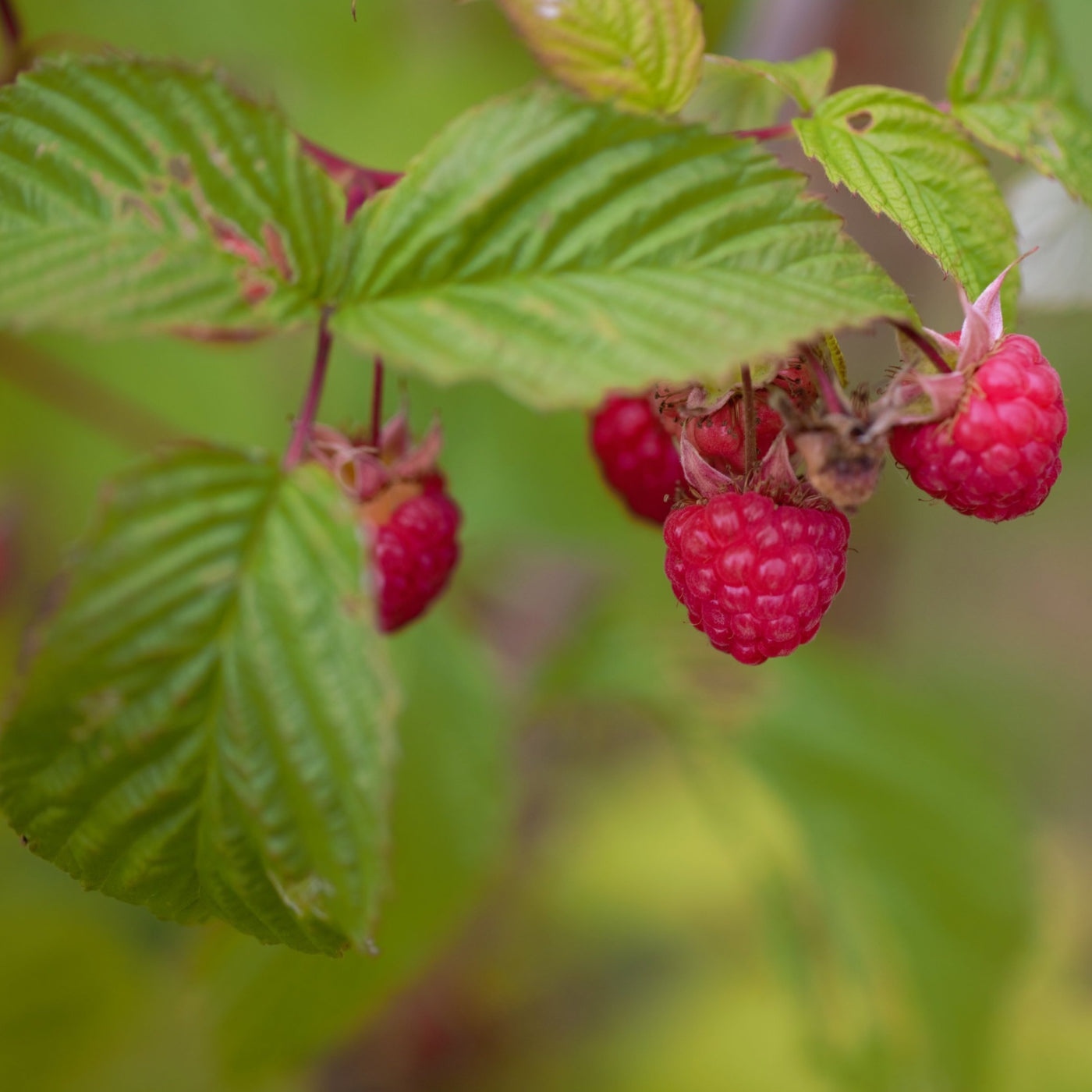 Willamette Red Raspberry Bush