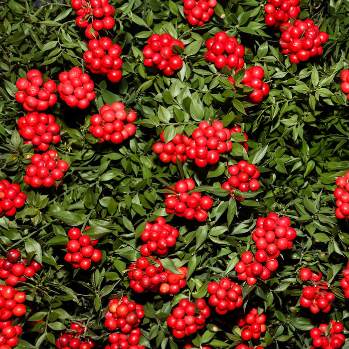 Winterberry Holly Shrub