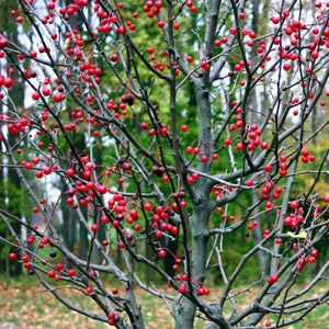 Winterberry Holly Shrub