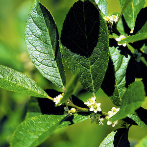 Winterberry Holly Shrub