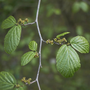 Common Witchhazel GT